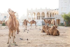4-Hour Private Group City Tour in Doha, Qatar - Souq Waqif: market browsing, photo spots, and what to notice in one hour