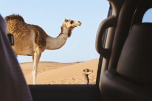 Desert Safari – Morning, Afternoon, Sunrise & Sunset Options - Pickup from Doha and the ride to Sealine Beach