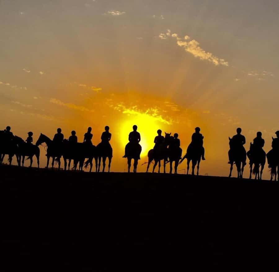 Doha : Arabian Horse Ride Experience With Pickup & Drop Off - Wildlife Spotting Moments: When The Desert Gives Back