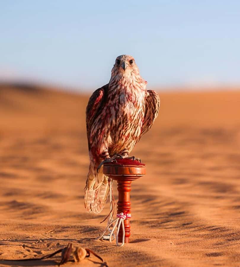 Doha : Arabian Horse Ride Experience With Pickup & Drop Off - Price and Value: How $97 Fits Into A 3-Hour Doha Day