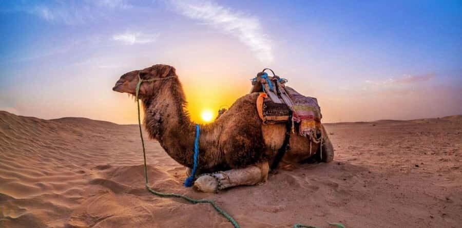 Doha: Desert Safari with Camel Ride Family Friendly Tour - The Big Moment: Dune Bashing Like You Actually Mean It