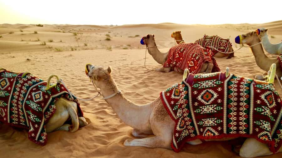 Doha: Dune Bashing Safari, Falcon, Camel, ATV, Sandboarding - The Bedouin culture angle: what you actually get (and what you shouldn’t expect)