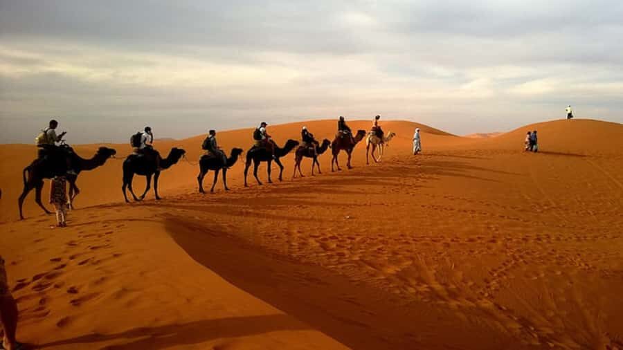 Doha: Dune Bashing Safari, Falcon, Camel, ATV, Sandboarding - Who should book this safari, and who should skip it