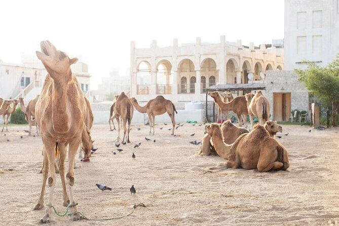 Doha layover, Stopover,Transit (4 Hours Private guided city tour) - Private Pickup Timing: How to Avoid Airport Stress