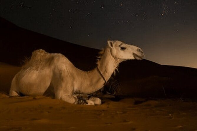 Doha Night Desert Safari Camel Ride Dune Bashing with Transfer - Safety, comfort, and the small rules that matter