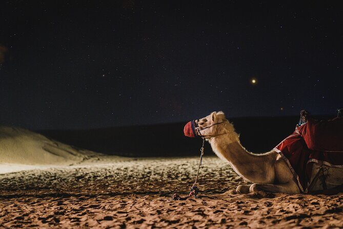 Doha : Night Desert Safari | Transit Safari | Camel ride | Dune Bashing - Khor Al Udaid Inland Sea: White Sand and Crystal Water