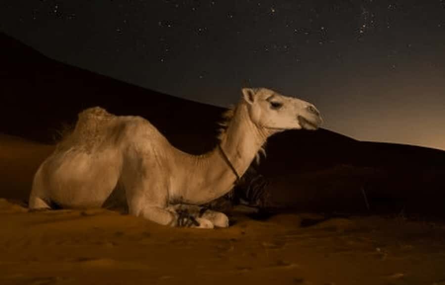 Doha: Night Desert Safari with Stargazing & Camel Ride - Doha pickup, the Toyota Land Cruiser, and what 4 hours really feels like