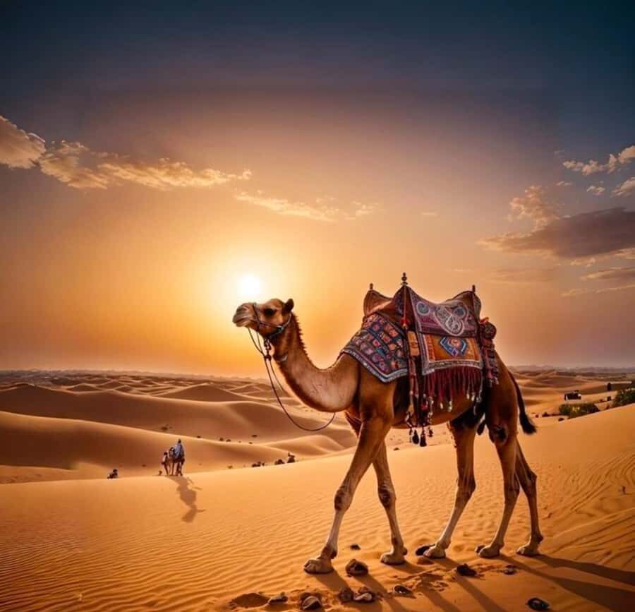 Doha: Nighttime Desert Safari with Dune Bashing & Camel Ride - Ash Shaqra Sandboarding Stop and More Time for Photos