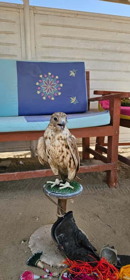 Doha:Private Desert Safari, Falcon, Sandboarding,inland sea - FAQ