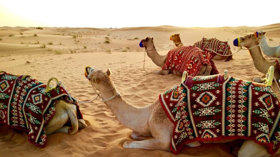 Doha:Safari Tour with Lunch/Dinner in Desert by the Sea Side - Key Highlights Worth Your Time
