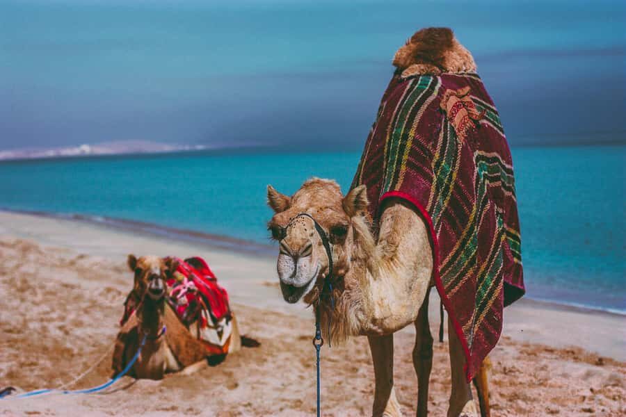 Doha:Safari Tour with Lunch/Dinner in Desert by the Sea Side - Sandboarding: Included, Not an Extra-Sell