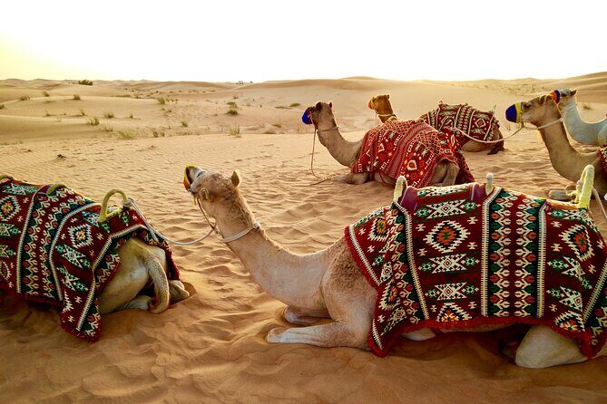 Full-Day DesertSafari with Camel Ride,InlandSea & BBQ Desert Camp - The desert camp BBQ: shared setting, included comfort