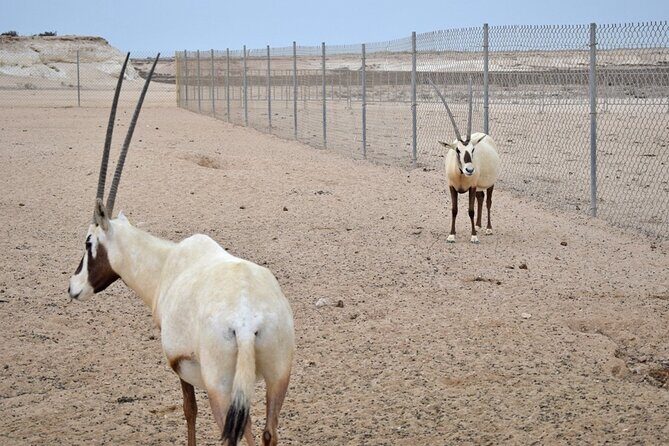Full-Day Tour Qatar North And West - Ash-Shahaniyah: camel racing track during training