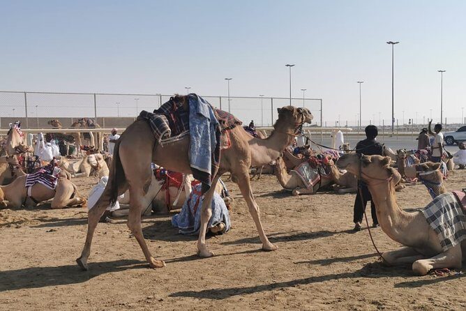 Half-Day Private Guided Camel Race Tour in Qatar - Key points to know before you go