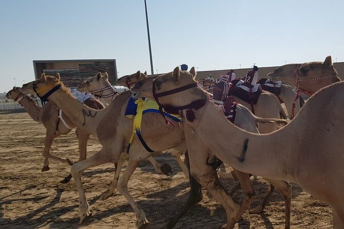 Half-Day Private Guided Camel Race Tour in Qatar - Choosing the 6am or 10am slot at Al Shahaniya