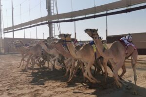 Half-Day Private Guided Camel Race Tour in Qatar - How the 4-hour private plan actually plays out