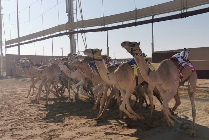 Half-Day Private Guided Camel Race Tour in Qatar - How the 4-hour private plan actually plays out