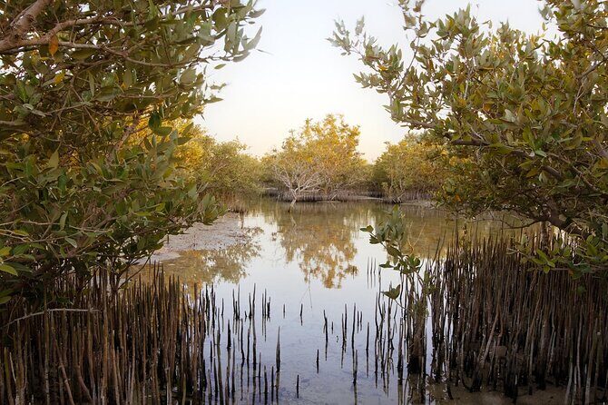 North of Qatar Tour, Zubara Fort, Mangroves, Jumail Village - Stop 3: Purple Island (Al Khor Island) and the mangrove experience