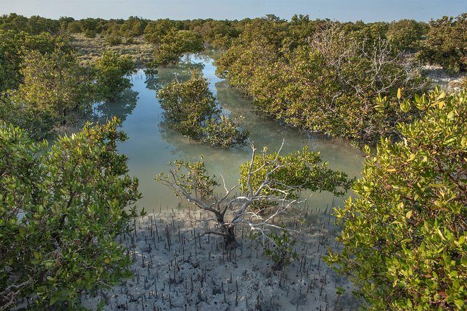 North Qatar Half-Day Tour: Al Zubarah, Purple Island & Mangroves - Price and value: is $50 for a half-day fair?