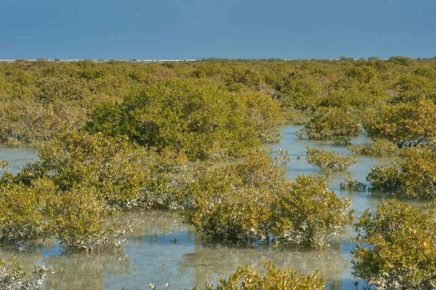 North Qatar: Zubara Fort, Jumail Village, Thakhira Mangroves - Thakhira Mangroves Forest: Qatar’s Older Green Side