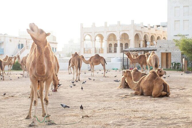 Private Doha Guided City Tour To All Main Attractions - Katara Cultural Village: Arts, Performances, and Architecture in One Stop