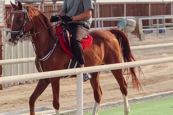 Private Horseback Riding Experience in Doha - Key things that make this Doha horse ride worth your time
