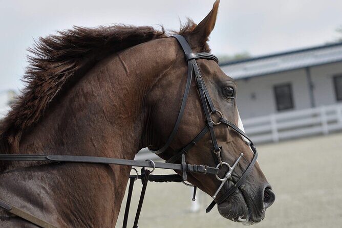 Private Horseback Riding Experience in Doha - The horses and arena start: what to expect before the desert sand