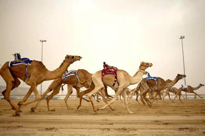 Qatar West Coast tour to Richard Serra Sculpture and Mushroom Rock Formation - Pickup and Route: How the Timing Works Without Feeling Rushed