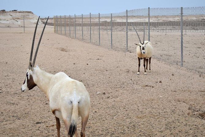 Qatar West Coast tour, Zekreet, Richard Serra Sculpture, Mushroom Rock Formation - Price and value: what $82 gets you (and why it can feel fair)