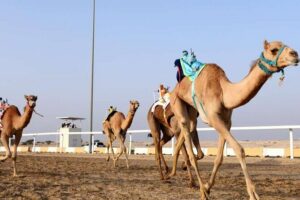 West Of Qatar, Mushroom Rocks, Camel Racing Track, Richard Serra - Zekreet Fort ruins and Mushroom Rocks: faroush stones and surreal sand geometry