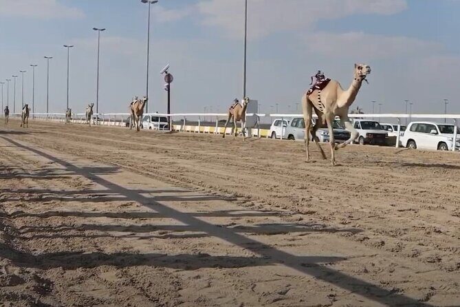 West Of Qatar, Mushroom Rocks, Camel Racing Track, Richard Serra - Private tour style: you’ll move as one group