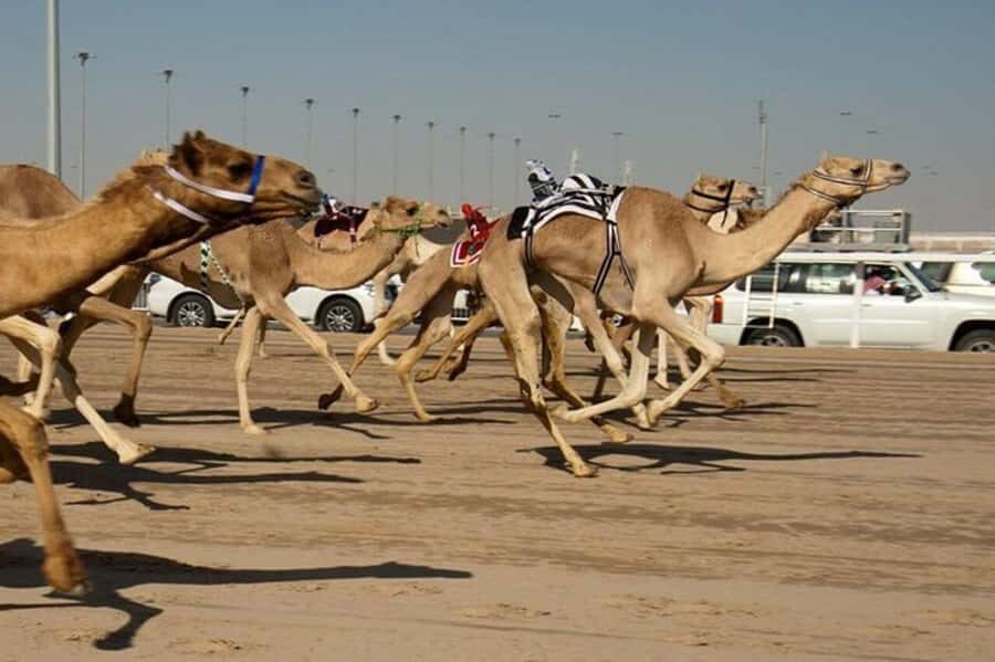 West of Qatar Richard Serra, Mushroom Hills, CamelRace track - Zekreet fort ruins: late-18th/early-19th-century remnants