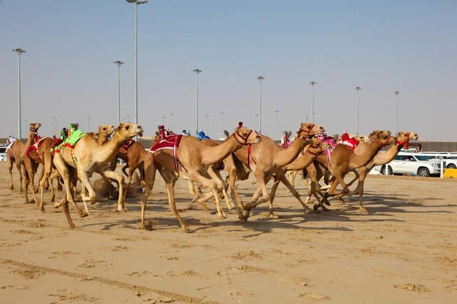 West of Qatar Richard Serra, Mushroom Hills, CamelRace track - Heat, timing, and how to get good photos without rushing