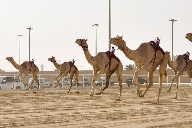 West Of Qatar Richard Serra sculpture, Mushroom Hills,Camel track - Why this West Qatar route works in a short time
