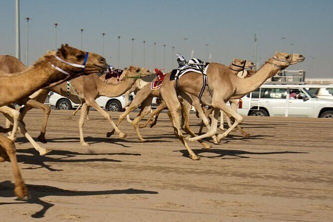 West Of Qatar Richard Serra sculpture, Mushroom Hills,Camel track - Al Shahaniya Racetrack: camel racing with robot jockeys