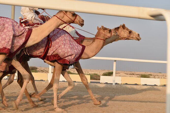 West Of Qatar Richard Serra sculpture, Mushroom Hills,Camel track - Photo-friendly timing: how to make the hour count