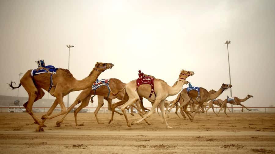 West Qatar tour to Richard Sierra sculpture,Umbrella Rock - Key things to know before you go